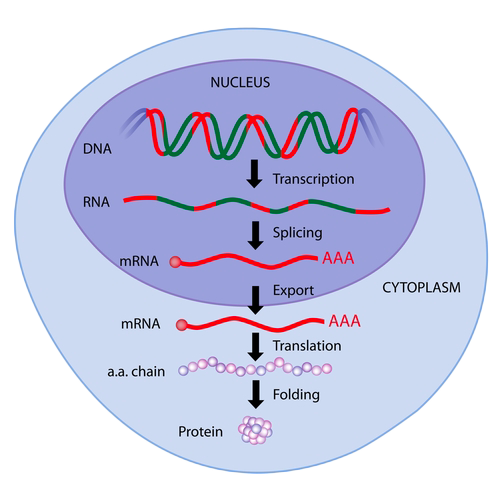 protein-folding